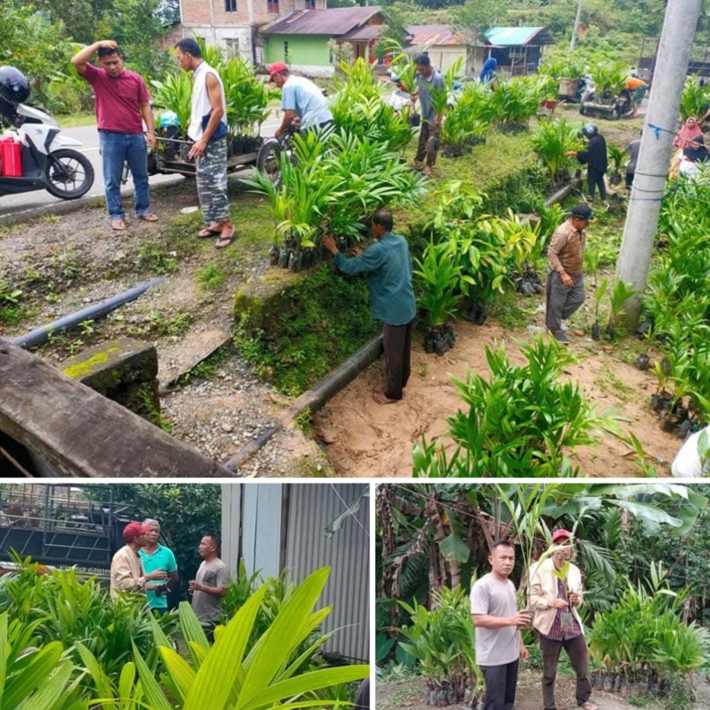 pembagian bibit pohon pinang desa Abail.