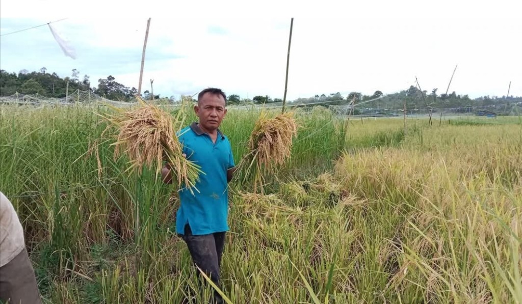 hasil panen padi desa Abail.